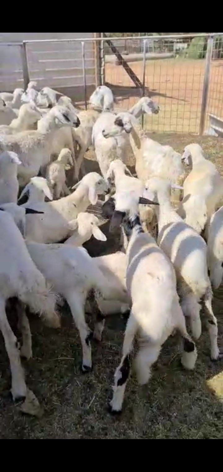 ضان مواليد