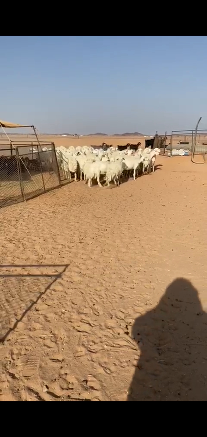 ضان