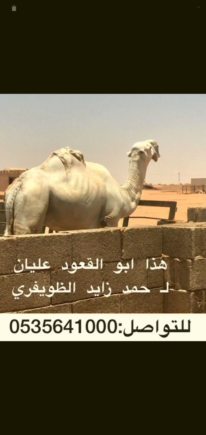 قعود