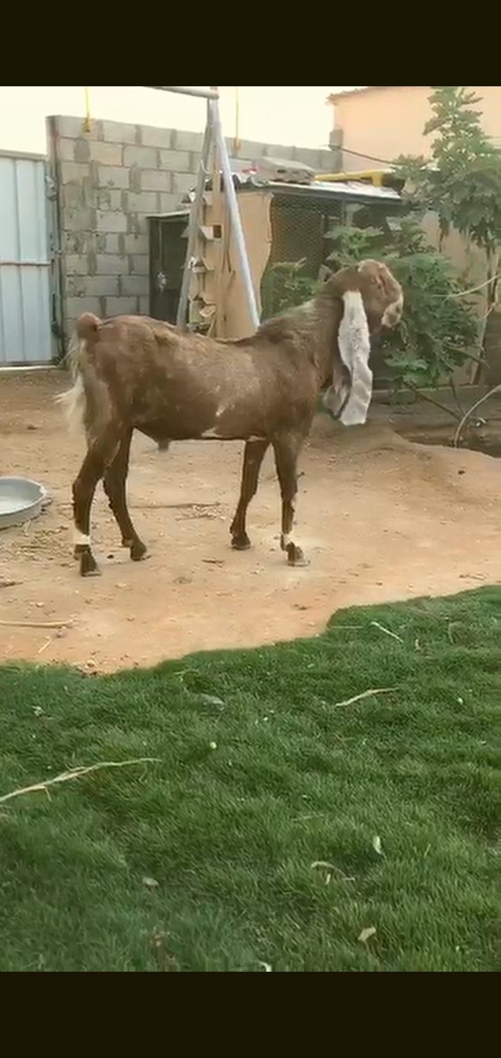 فحل تيس فاخر